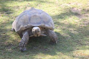 老乌龟全集91,探寻智慧之源，揭秘生命奥秘