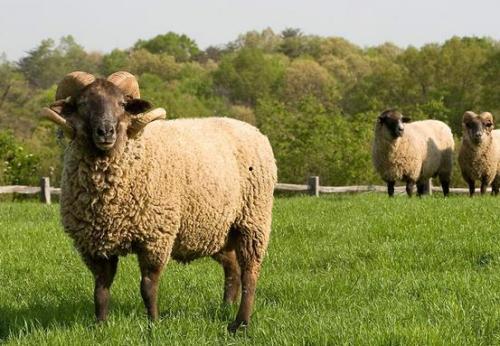 贵州贵阳91年羊
